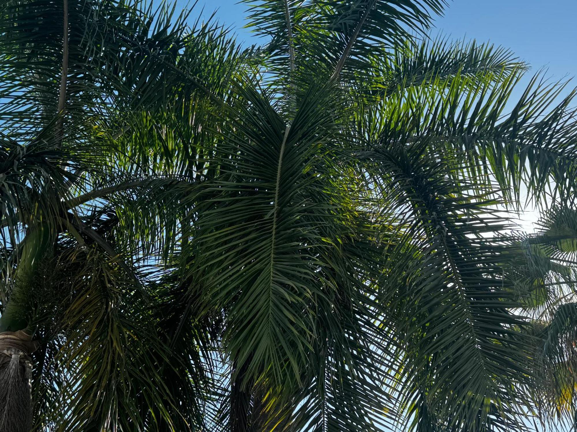 Appartamento Casa Marina Maza Vista Al Mar 12 Personas Mazatlán Esterno foto